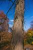 Photo of Genus=Carya&Species=ovata&Common=Shagbark Hickory&Cultivar=