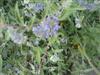 Photo of Genus=Caryopteris&Species=x clandonensis&Common=Blue Spirea, Bluebeard&Cultivar='Worchester Gold'