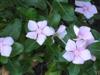 Photo of Genus=Catharanthus&Species=roseus&Common=Vinca, Periwinkle&Cultivar=