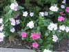 Photo of Genus=Catharanthus&Species=roseus&Common=Vinca, Periwinkle&Cultivar=