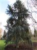 Photo of Genus=Cedrus&Species=atlantica&Common=Atlas Cedar&Cultivar='Fastigiata'