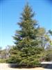 Photo of Genus=Cedrus&Species=libani var. stenocoma&Common=Hardy Cedar of Lebanon&Cultivar=