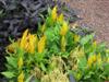 Photo of Genus=Celosia&Species=cristata&Common=Cockscomb&Cultivar=