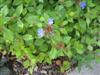 Photo of Genus=Ceratostigma&Species=plumbaginoides&Common=Plumbago, Leadwort&Cultivar=