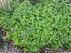 Photo of Genus=Ceratostigma&Species=plumbaginoides&Common=Plumbago, Leadwort&Cultivar=