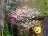 Photo of Genus=Cercis&Species=canadensis f. alba&Common=Royal White Redbud&Cultivar='Royal White'