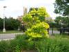 Photo of Genus=Cercis&Species=canadensis&Common=Hearts of Gold Redbud&Cultivar='Hearts of Gold'