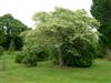 Photo of Genus=Cercis&Species=canadensis&Common=Silver Cloud Redbud&Cultivar='Silver Cloud'