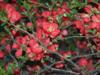 Photo of Genus=Chaenomeles&Species=speciosa&Common=Texas Scarlet Flowering Quince&Cultivar='Texas Scarlet'