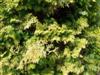 Photo of Genus=Chamaecyparis&Species=obtusa&Common=Aurea Hinoki Falsecypress&Cultivar='Aurea'