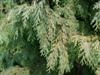 Photo of Genus=Chamaecyparis&Species=lawsoniana&Common=Sullivan  Falsecypress&Cultivar='Sullivan'