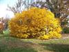 Photo of Genus=Chionanthus&Species=virginicus&Common=White Fringetree&Cultivar=