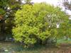 Photo of Genus=Chionanthus&Species=virginicus&Common=White Fringetree&Cultivar=