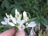 Photo of Genus=Cleome&Species=hassleriana&Common=Spider Flower&Cultivar=