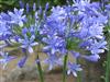 Photo of Genus=Agapanthus&Species=praecox&Common=Common Agapanthus&Cultivar=praecox