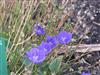 Photo of Genus=Campanula&Species=carpatica&Common=Carpathean harebell&Cultivar=