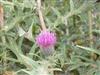 Photo of Genus=cirsium&Species=serrulatum&Common=Cirsium&Cultivar=