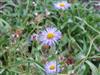 Photo of Genus=Erigeron&Species=formosissimus&Common=Beautiful Fleabane&Cultivar=viscidus