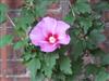 Photo of Genus=Hibiscus&Species=syriacus&Common=Rose-of-Sharon&Cultivar=