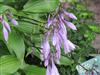 Photo of Genus=hosta&Species=lancifolia&Common=Narrowleaf Hosta&Cultivar=