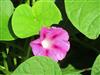 Photo of Genus=Ipomoea&Species=purpurea&Common=Tall Morning Glory&Cultivar=