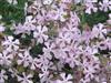 Photo of Genus=lychnis&Species=viscaria&Common=Sticky Catchfly&Cultivar=