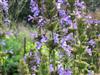 Photo of Genus=Nepeta&Species=sibirica&Common=Nepeta&Cultivar=