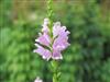 Photo of Genus=Physostegia&Species=virginiana&Common=Obedient Plant&Cultivar=