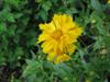 Photo of Genus=Coreopsis&Species=grandiflora&Common=Tickseed&Cultivar=