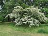 Photo of Genus=Cornus&Species=kousa&Common=Chinese Dogwood&Cultivar=Chinensis