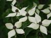 Photo of Genus=Cornus&Species=kousa&Common=Kousa Dogwood&Cultivar=