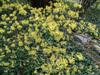 Photo of Genus=Cornus&Species=mas&Common=Cornelian cherry dogwood&Cultivar=