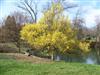 Photo of Genus=Cornus&Species=mas&Common=Cornelian cherry dogwood&Cultivar=