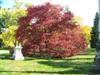 Photo of Genus=Cornus&Species=florida&Common=Spring Grove Flowering Dogwood&Cultivar='Grovflor' Spring Grove