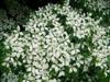 Photo of Genus=Cornus&Species=kousa&Common=Milky Way Kousa Dogwood&Cultivar='Milky Way'