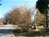 Photo of Genus=Corylus&Species=americana&Common=American Filbert&Cultivar=