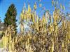 Photo of Genus=Corylus&Species=avellana&Common=Contorted Filbert&Cultivar='Contorta'