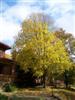 Photo of Genus=Corylus&Species=colurna&Common=Turkish Filbert&Cultivar=