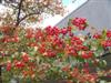 Photo of Genus=Crataegus&Species=phaenopyrum&Common=Washington Hawthorn&Cultivar=