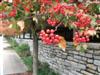 Photo of Genus=Crataegus&Species=phaenopyrum&Common=Washington Hawthorn&Cultivar=