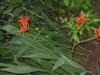 Photo of Genus=Crocosmia&Species=crocosmiiflora&Common=Crocosmia, Montbretia&Cultivar=