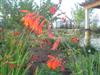 Photo of Genus=Crocosmia&Species=crocosmiiflora&Common=Emily McKenzie Montbretia&Cultivar='Emily McKenzie'