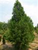 Photo of Genus=Cryptomeria&Species=japonica&Common=Japanese Cedar&Cultivar='Ben Franklin'