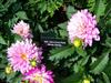 Photo of Genus=Dahlia&Species=&Common=XXL Vera Cruz Pink White Dahlia&Cultivar='XXL Vera Cruz Pink White'