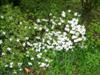 Photo of Genus=Rhododendron&Species=&Common=Delaware Valley White Azalea&Cultivar='Delaware Valley White'
