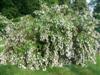 Photo of Genus=Deutzia&Species=scabra&Common=Godsall Pink Deutzia&Cultivar='Godsall Pink'