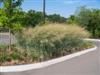 Photo of Genus=Panicum&Species=amarum&Common=Dewey Blue Switch Grass&Cultivar='Dewey Blue'