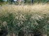 Photo of Genus=Panicum&Species=amarum&Common=Dewey Blue Switch Grass&Cultivar='Dewey Blue'