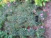 Photo of Genus=Dianthus&Species=chinensis&Common=Annual Pinks&Cultivar=