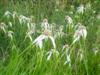 Photo of Genus=Dichromena&Species=colorata&Common=Whitetop Sedge&Cultivar=